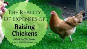 What does it REALLY cost to raise chickens?