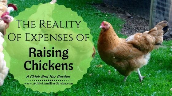 What does it REALLY cost to raise chickens?