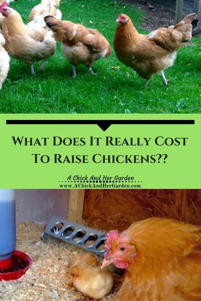 What does it REALLY cost to raise chickens??