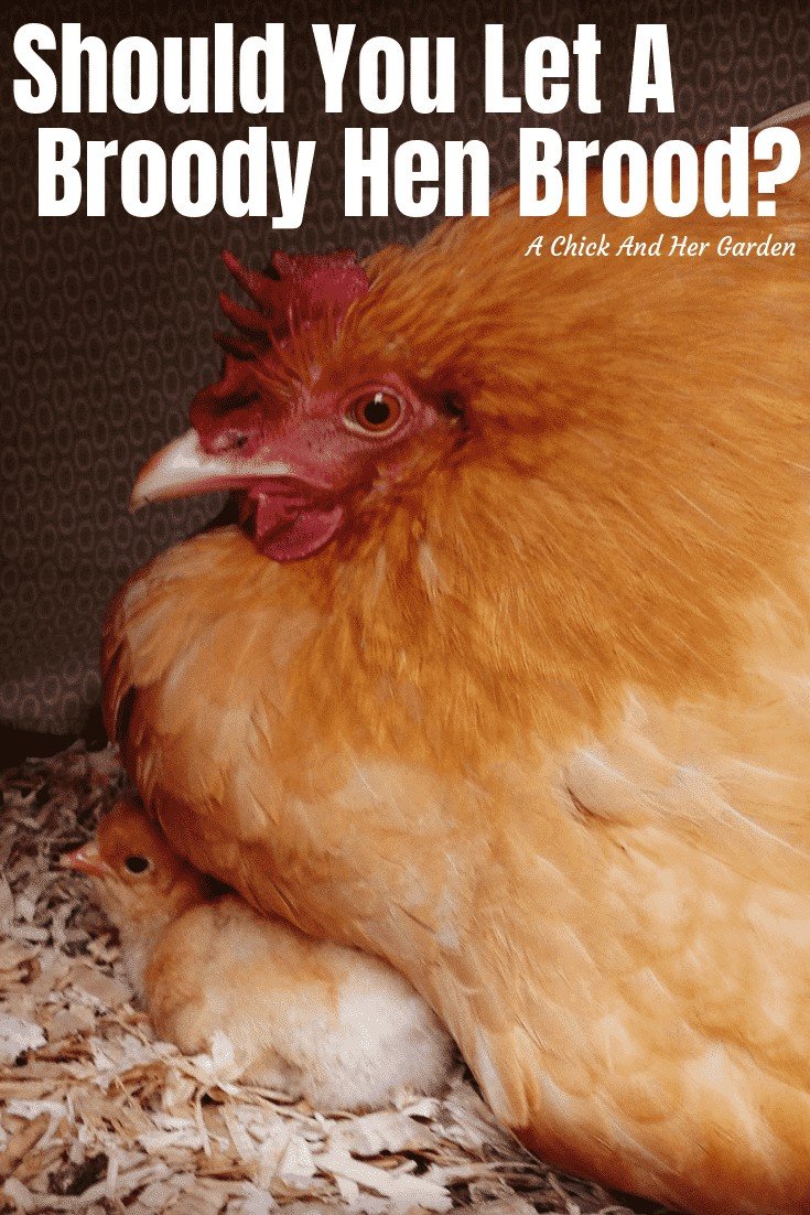 If you typically raise chicks in a a brooder box, check out why you might want to let your broody hens brood! #chickens #bakcyardchickens #raisingchicks #achickandhergarden