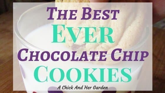 Best Ever Chocolate Chip Cookies!