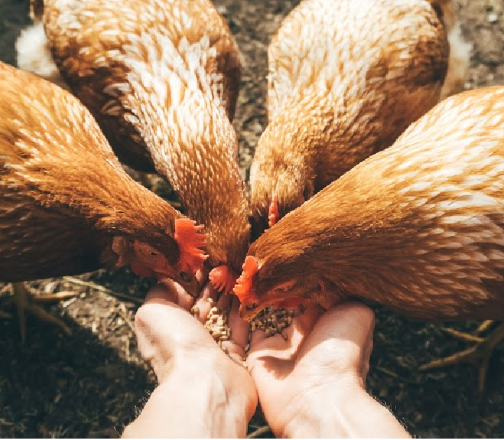 four chickens eating chicken feed from a person's hands