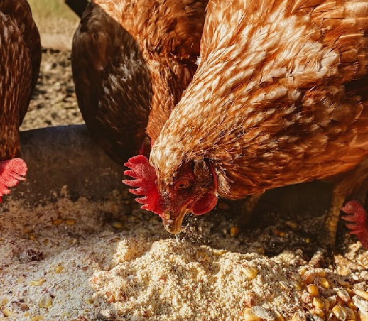 four brown chickens eating feed from a dish