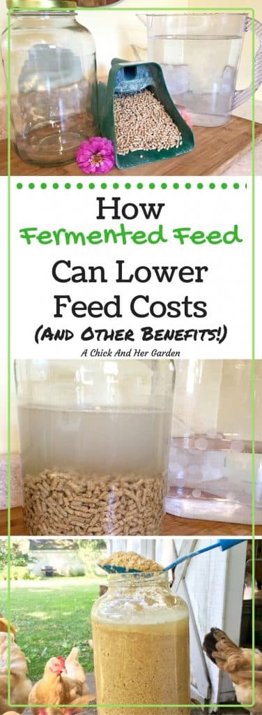 Fermented feed is not only amazing for chicken health, it helps to lower your feed costs too! Check out the benefits and see how to make your own!