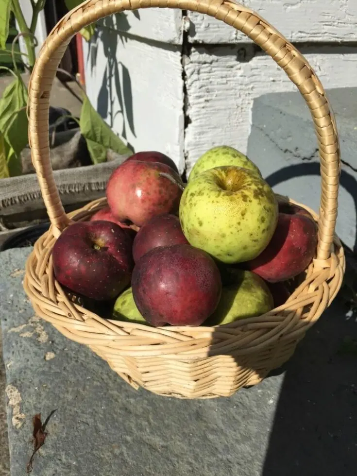 apple-basket