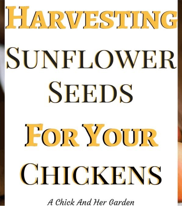 Harvesting Sunflower Seeds For Chickens A Chick And Her Garden