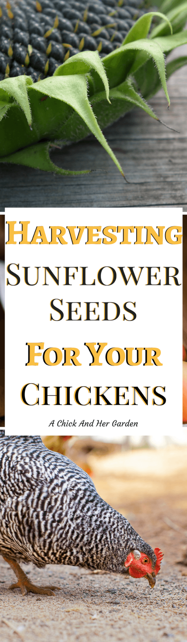 Could you be harvesting sunflower seeds for chickens? Absolutely! And they'll even thank you for it! #freechickenfood #raisingchickens #backyardchickens #achickandhergarden