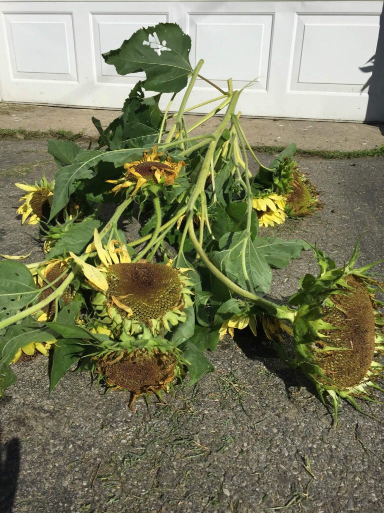 Are Black Sunflower Seeds Good For Chickens at Rita Page blog