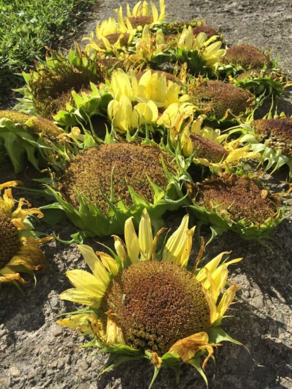 Harvesting Sunflower Seeds For Chickens A Chick And Her Garden