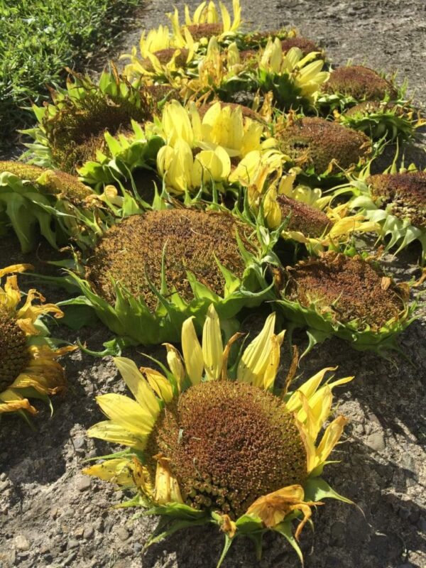 Harvesting Sunflower Seeds For Chickens A Chick And Her Garden
