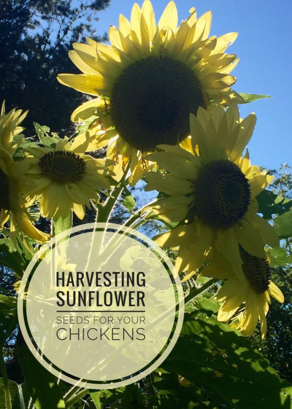 Harvesting Sunflower Seeds For Chickens A Chick And Her Garden