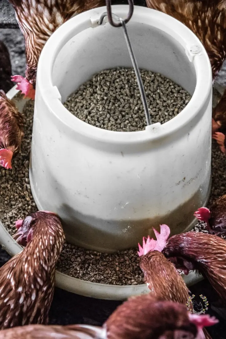 chickens eating out of a feeder