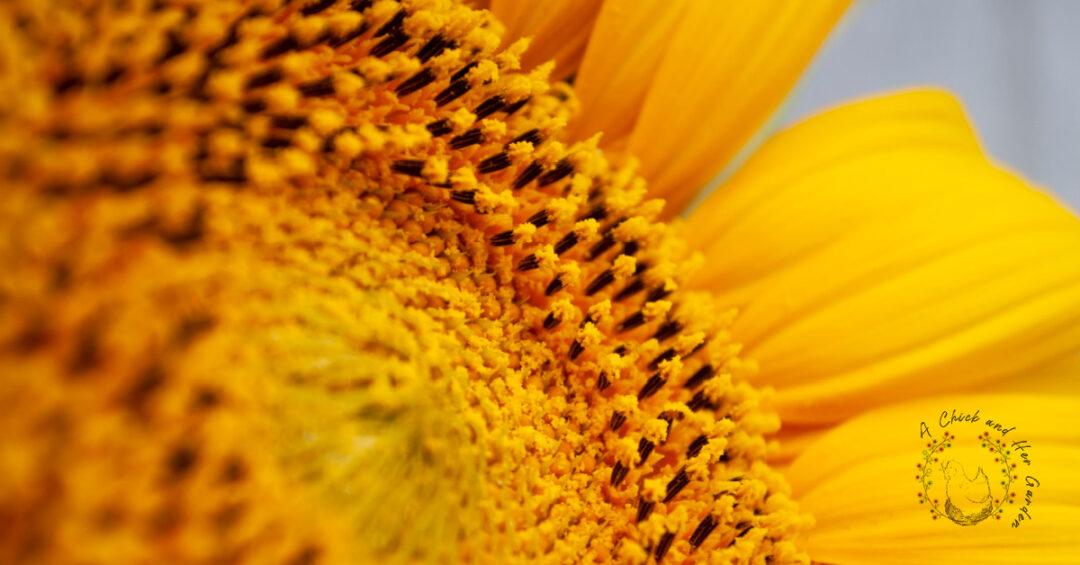Harvesting Sunflower Seeds For Chickens A Chick And Her Garden