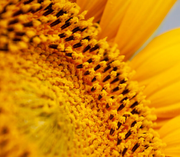 close up of the center of a sunflower