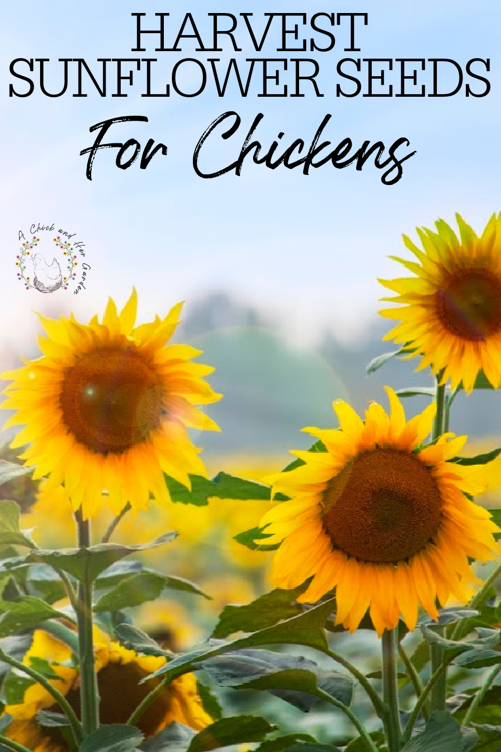 Harvesting Sunflower Seeds For Chickens A Chick And Her Garden