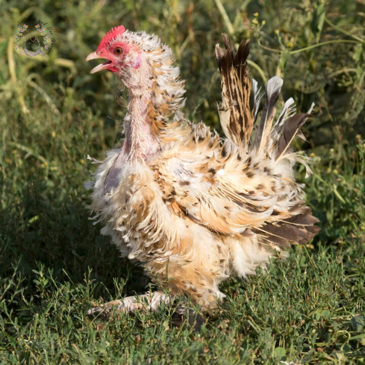 molting white and tan chicken