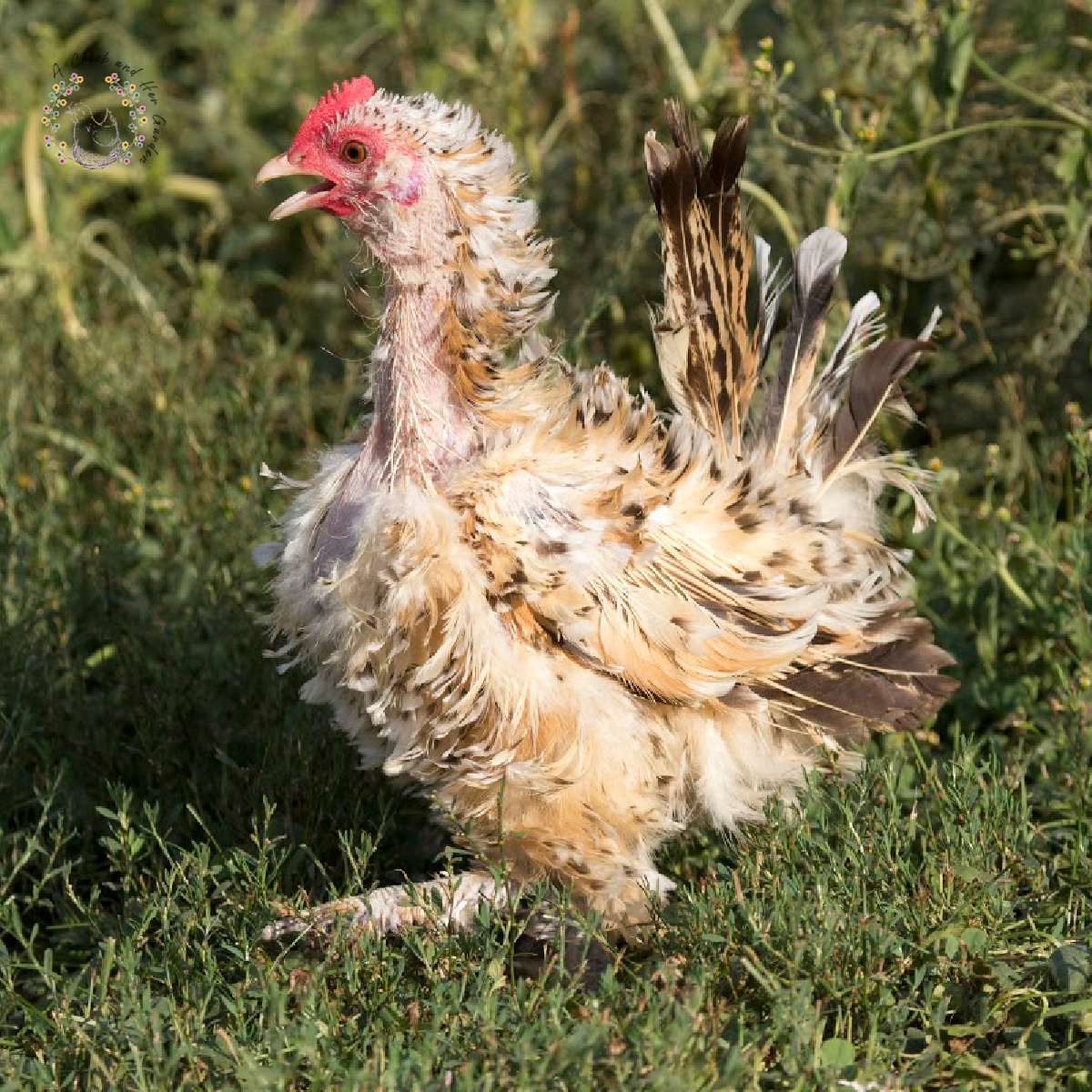 Helping Your Chickens Through Fall Molting - A Chick And Her Garden