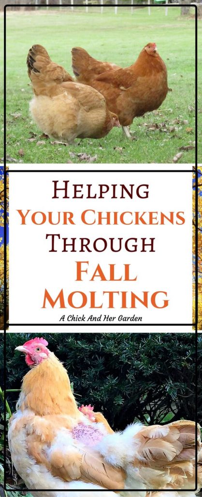 Your poor chickens will go through molt every year! Take these steps to help them through fall molting!