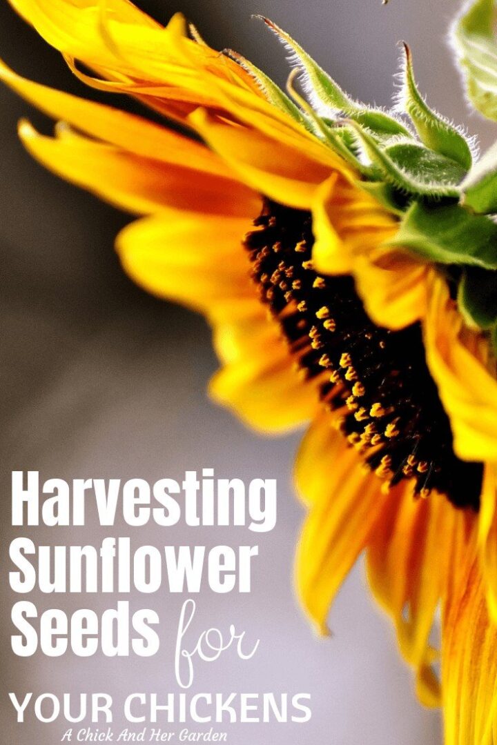 Harvesting Sunflower Seeds For Chickens A Chick And Her Garden