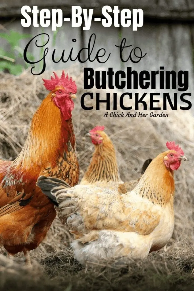 With this guide, our first time butchering chickens on the homestead was a piece of cake! #butcheringchickens #raisingchickens #achickandhergarden