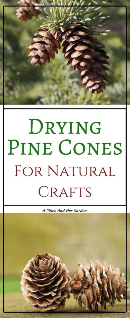 I love crafting with natural materials! Use this tutorial to prepare your pine cones for crafts!