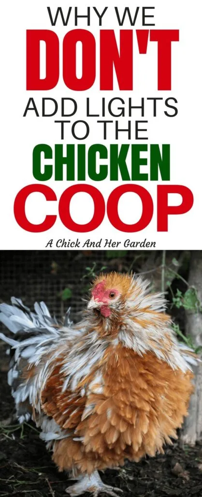 Some people opt to add lights to the chicken coop for various reasons. Increase egg production, heat, and to deter predators. But this is exactly why we don't add lights to the chicken coop! #backyardchickens #homestedin #raisingchickens #chickens #selfsufficiency #achickandhergarden