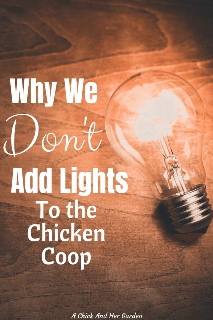 Lights in the chicken coop seems like a good idea. More eggs, heat, what's not to love? These are some great reasons why you might want to reconsider adding lights to your chicken coop! #chickens #chickensinthewinter #backyardchickens #winterchickencare #achickandhergarden