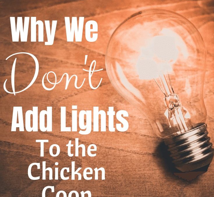Why We Don't Add Lights To The Chicken Coop A Chick And Her Garden