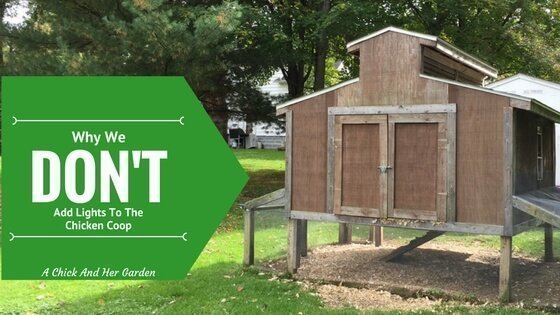 Heat Lamp Archives A Chick And Her Garden