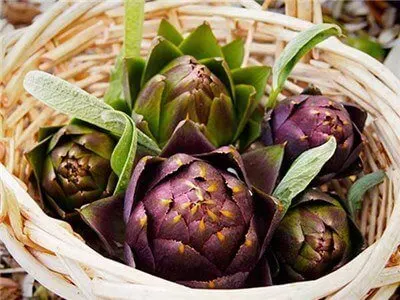 artichoke-purple-of-romagna