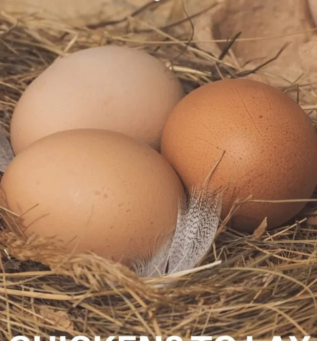 When you let your chickens free range, you can find hidden nests in the weirdest places! After following these steps our chickens are back to laying eggs in their nesting boxes! #freerangechickens #backyardchickens #raisingchickens #chickens #chickenslayingeggs #poultry #raisingpoultry #achickandhergarden