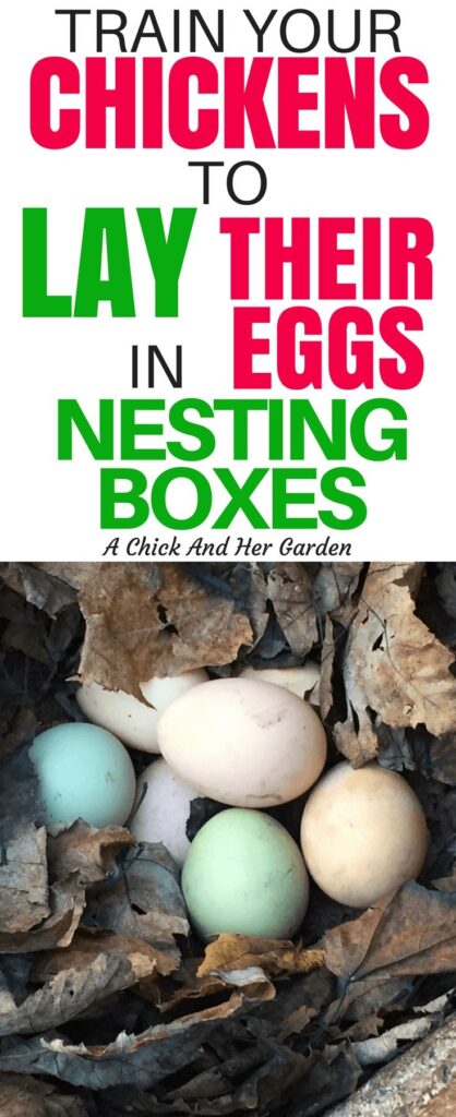 Finding eggs all over your yard in hidden nests is fun for about a day. These two steps will train your chickens to lay in nesting boxes! #chickens #backyardchickens #raisingchickens #homesteading #selfsufficiency #achickhergarden