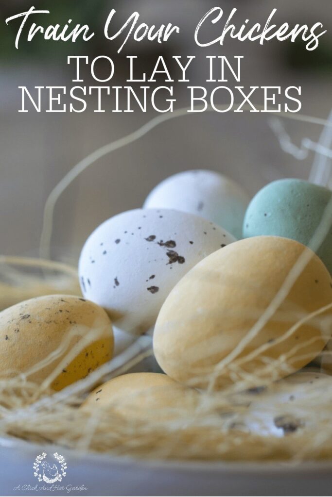 The first time you find a hidden nest it's pretty funny, but when your chickens are regularly sending you on and Easter Egg Hunt it can get pretty frustrating! These tips where just what I needed to train my chickens to lay in nesting boxes! #backyardchickens #homesteadchickens #raisingchickens #chickeneggs #homesteadliving #sustainableliving #achickandhergarden