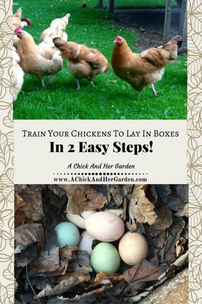 Take these 2 easy steps to get your chickens to lay in their nesting boxes!