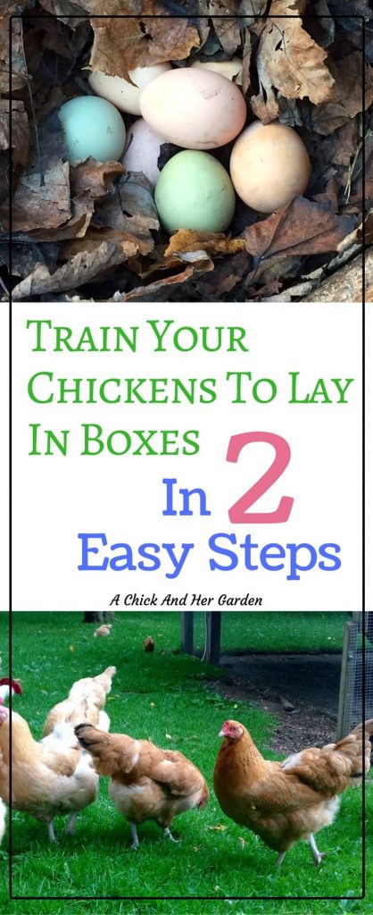 Going on an Easter Egg hunt everyday can be so frustrating! But all you need are these 2 steps and you can train your chickens to lay in the nesting boxes!