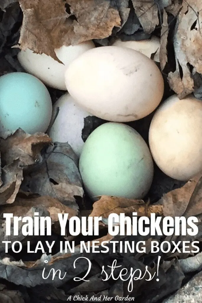 If you're finding eggs hidden all over, or on the floor of the chicken coop, these 2 tips are all you need to train your chickens to lay in nesting boxes! #nestingboxes #backyardchickens #raisingchickens #achickandhergarden