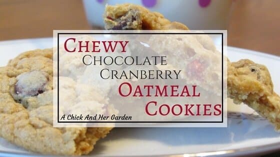 Chewy Chocolate Cranberry Oatmeal Cookies