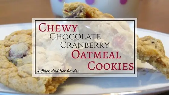 Chewy Chocolate Cranberry Oatmeal Cookies