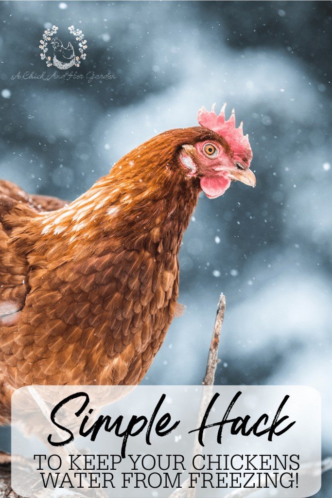 We do anything we can to keep electricity out of our chicken coop so keeping fresh water in the winter was a little bit of a challenge! This tip has cut our winter chicken chores in half, and the less I have to go out in the cold the better! #backyardchickens #raisingchickens #chickensinthewinter #chickenchores #winterhomesteadhacks #achickandhergarden