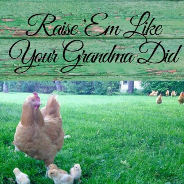This eBook is an amazing resource for all your needs when raising chickens!