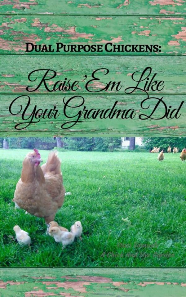 This eBook is an amazing resource for all your needs when raising chickens!