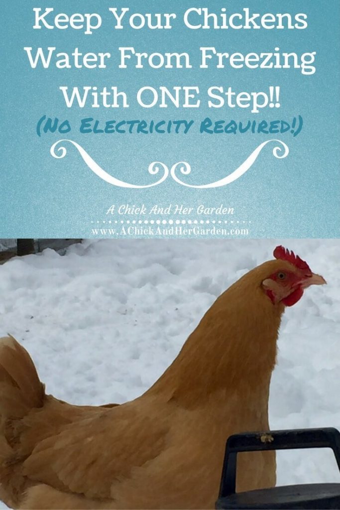 Try this ONE step to keep your hens water from freezing this winter! (No electricity required!!)