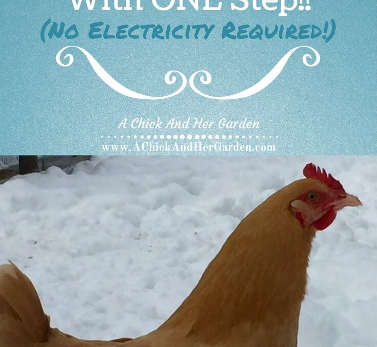 Try this ONE step to keep your hens water from freezing this winter! (No electricity required!!)