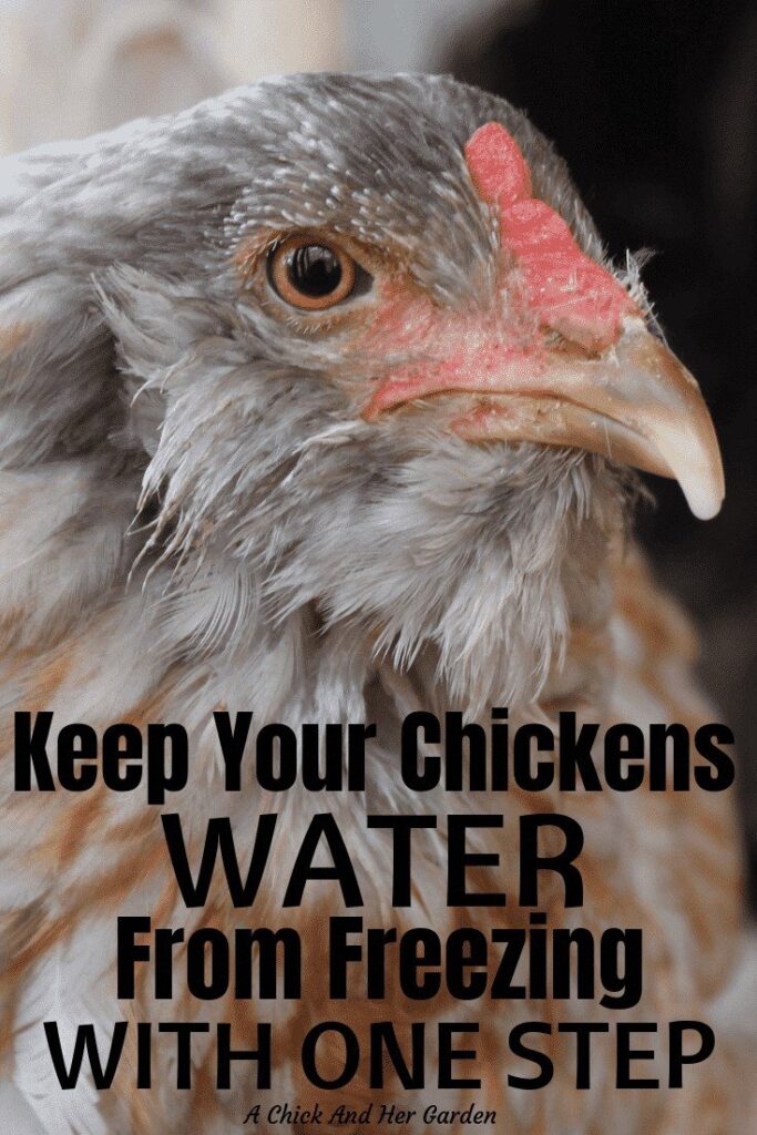 We have cut our work in half in the winter with this tip for keeping our chickens water from freezing! The less I have to trudge through the snow with water buckets, the better! #chickensinwinter #winterchickencare #backyardchickens #achickandhergarden