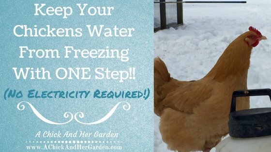 Try this ONE step to keep your hens water from freezing this winter! (No electricity required!!)