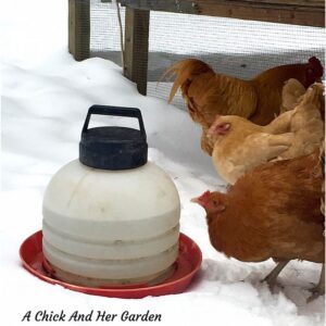Try this ONE step to keep your hens water from freezing this winter! (No electricity required!!)