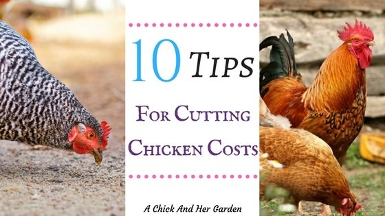 10 Tips For Cutting Chicken Costs - A Chick And Her Garden