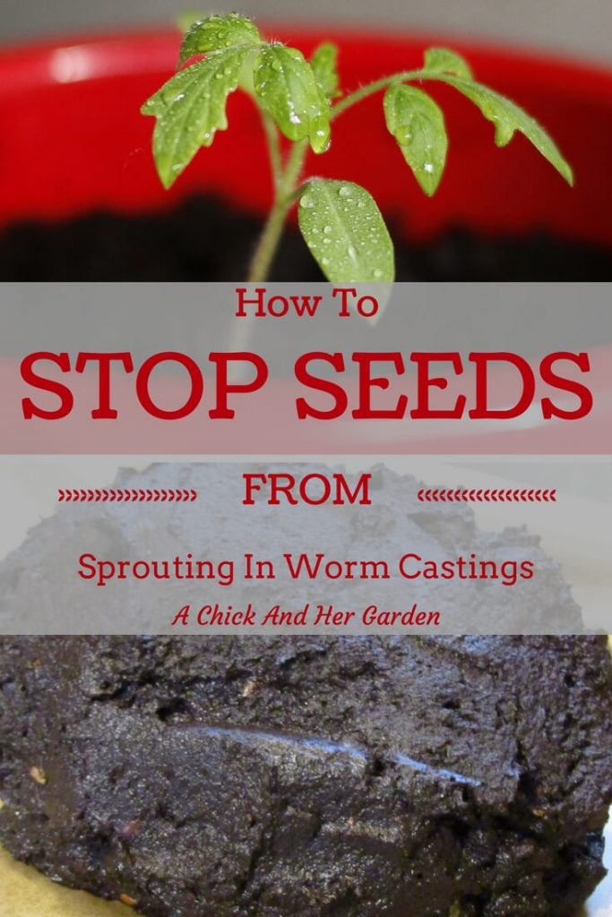 When random seeds sprouts from your worm castings it can be extremely frustrating! Especially if you use them for seed starting!  Learn how to pasteurize worm castings to get rid of the rogue seedlings!