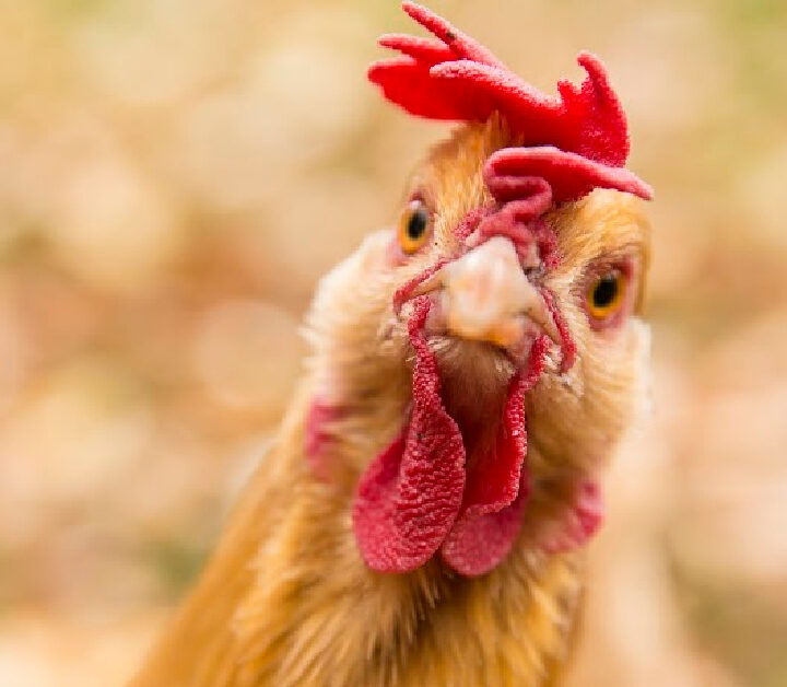 close up of a chicken looking at the camera curiously