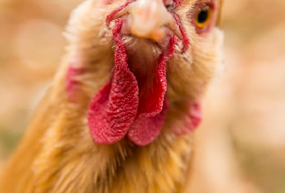 10 Tips For Cutting Chicken Costs A Chick And Her Garden